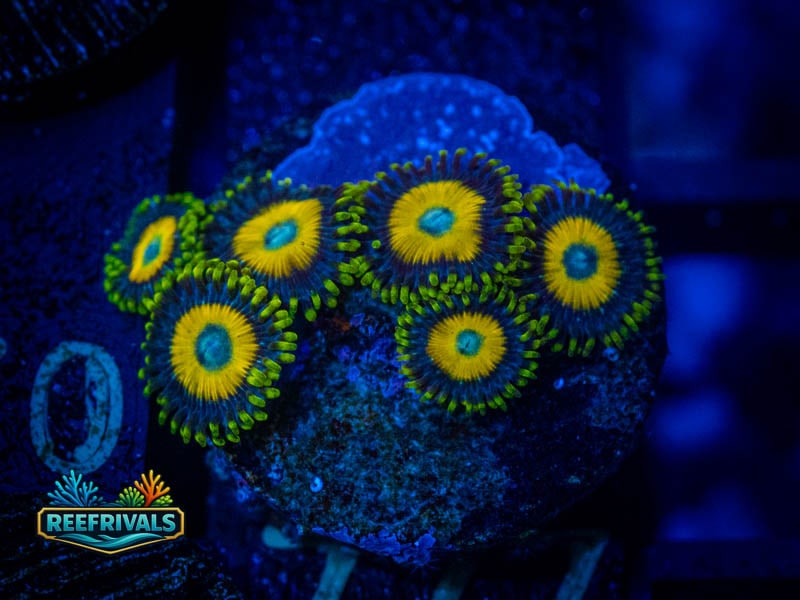 WCC Scrambled Eggs Zoa coral image from ReefRivals, listed as Zoanthus sp. and Zoas