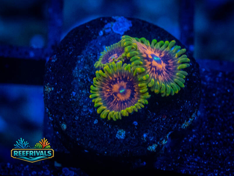 WWC GMK Zoa (3 Polyps) SHOW GRADE coral image from ReefRivals, listed as Zoanthus sp. and Zoas