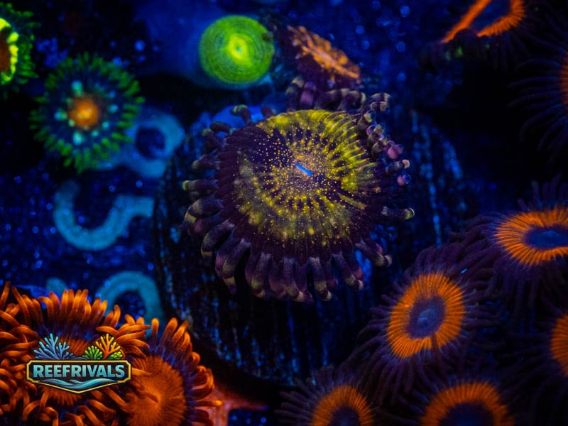 WWC Pandora Zoa coral image from ReefRivals, listed as Zoanthus sp. and Zoas