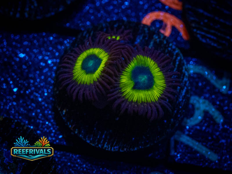 WWC Bob Marley Zoa coral image from ReefRivals, listed as Zoanthus sp. and Zoas