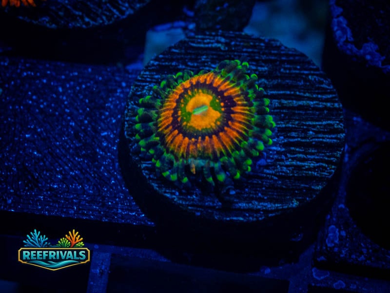 TSA Rainbow Incinerator Zoa coral image from ReefRivals, listed as Zoanthus sp. and Zoas