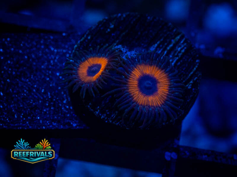 WWC Red Bull Zoa coral image from ReefRivals, listed as Zoanthus sp. and Zoas