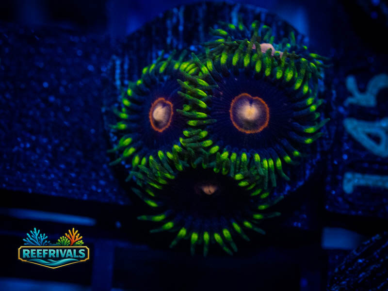 CB King Jawbreaker Zoa coral image from ReefRivals, listed as Zoanthus sp. and Zoas