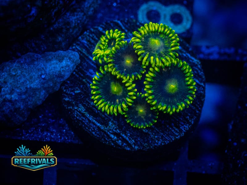 CA Blueberry Pie Zoa WYSIWYG coral image | ReefRivals CA Blueberry Pie Zoa coral image from ReefRivals, listed as Zoanthus sp. and Zoas