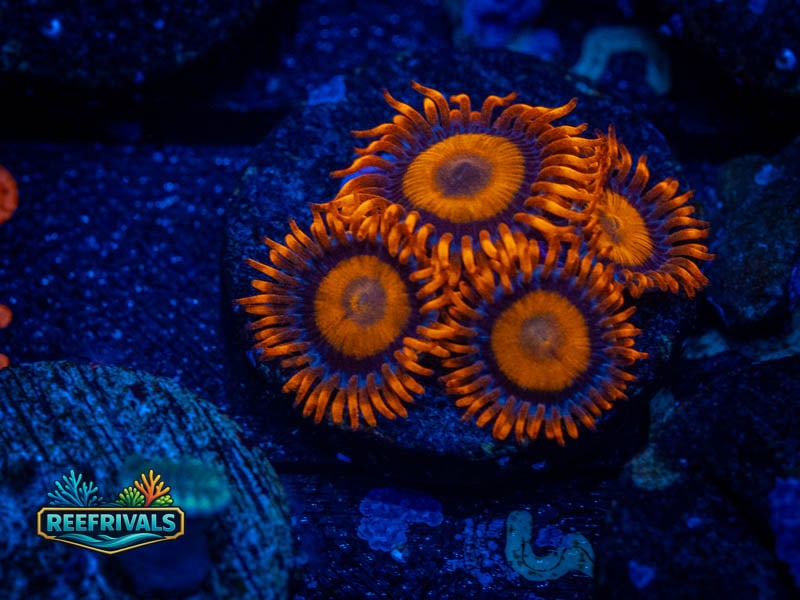 ECC Orange Oxide Zoa coral image from ReefRivals, listed as Zoanthus sp. and Zoas