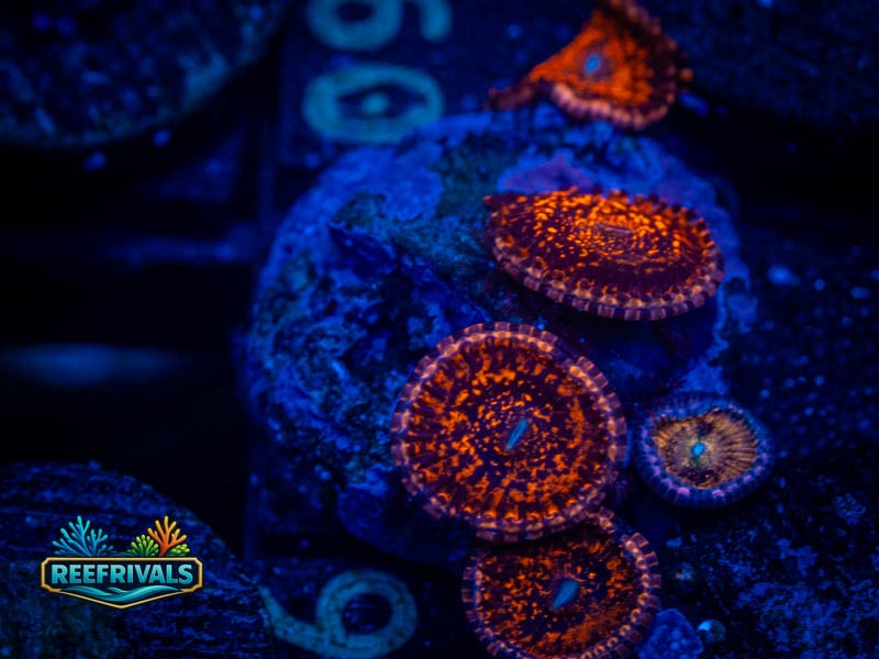 ECC Nightmare 2.0 Zoa (4 Polyps) coral image from ReefRivals, listed as Zoanthus sp. and Zoas