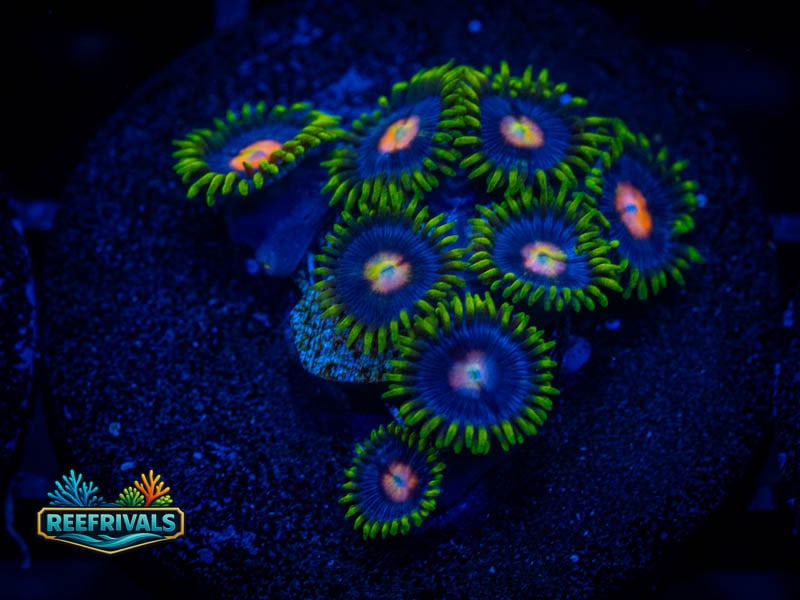 ECC Blow Pop Zoa (Mini Colony) coral image from ReefRivals, listed as Zoanthus sp. and Zoas