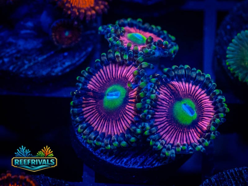 WWC Black Orchids Zoa coral image from ReefRivals, listed as Zoanthus sp. and Zoas
