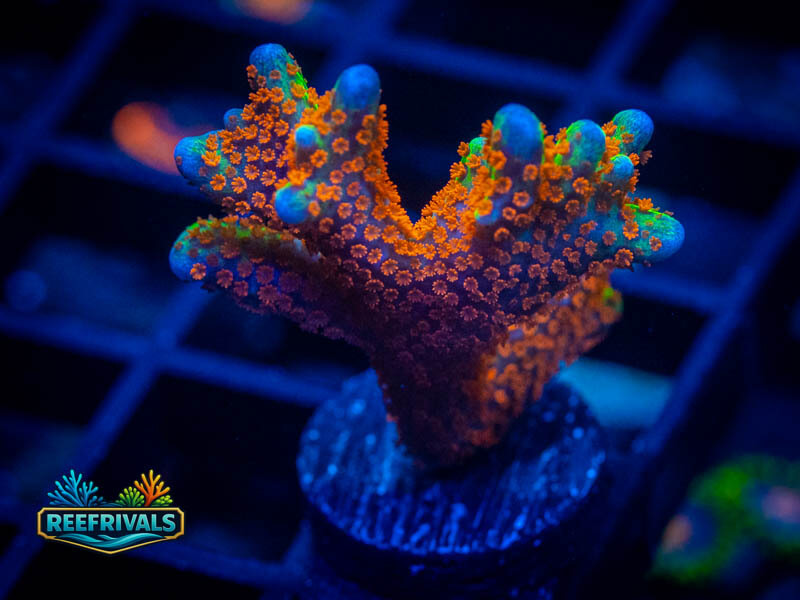 ARC Bubblegum Monti coral image from ReefRivals, listed as Montipora sp. and Montis