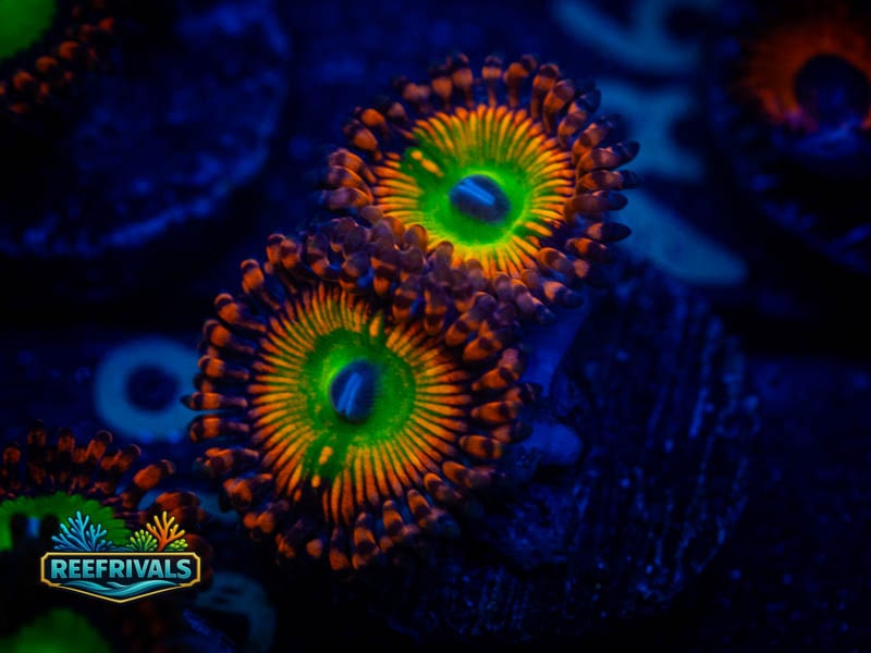 OG Electric Bowzer Zoa coral image from ReefRivals, listed as Zoanthus sp. and Zoas