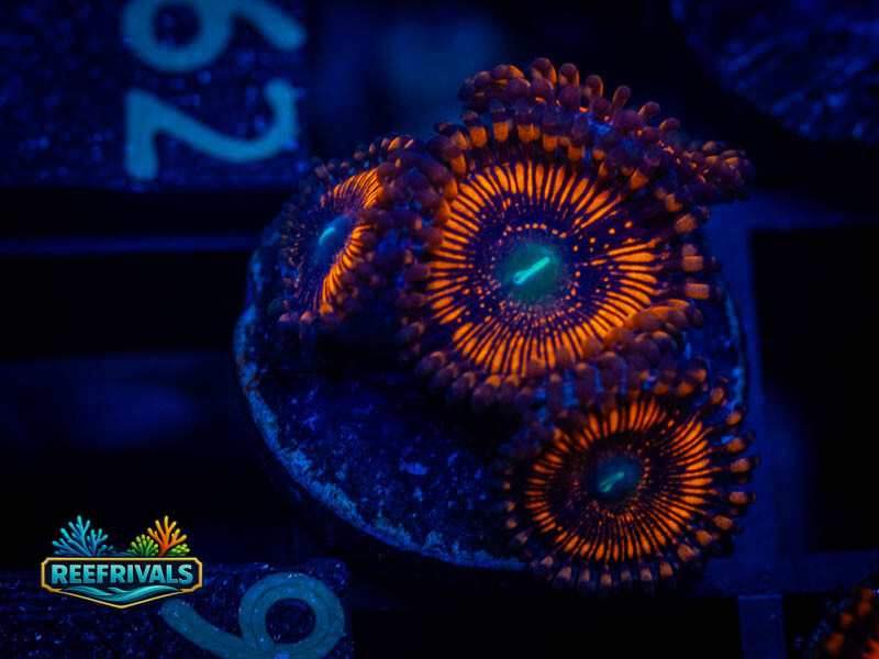 WWC Barlog Zoa coral image from ReefRivals, listed as Zoanthus sp. and Zoas
