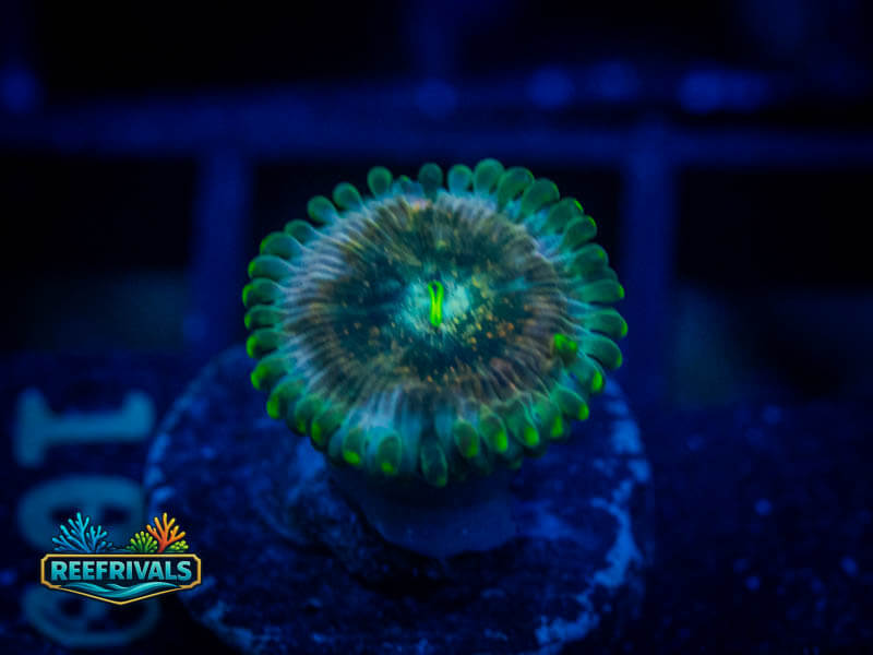 WWC Hawaiian Ding Dang Zoa coral image from ReefRivals, listed as Zoanthus sp. and Zoas