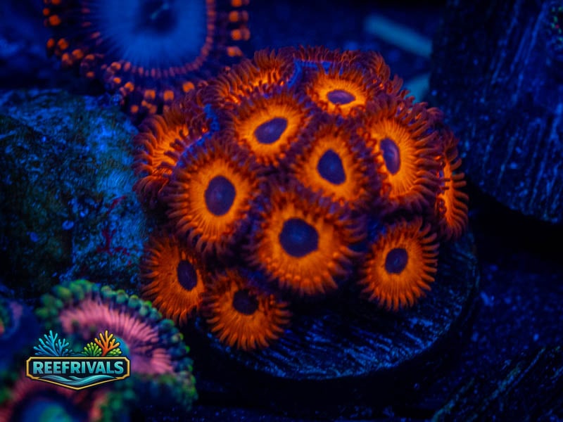 WWC Red Bull Zoa coral image from ReefRivals, listed as Zoanthus sp. and Zoas