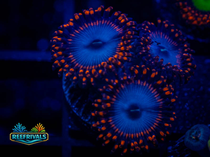 Zoanthids Spiderman Zoa coral image from ReefRivals, listed as Zoanthus sp. and Zoas