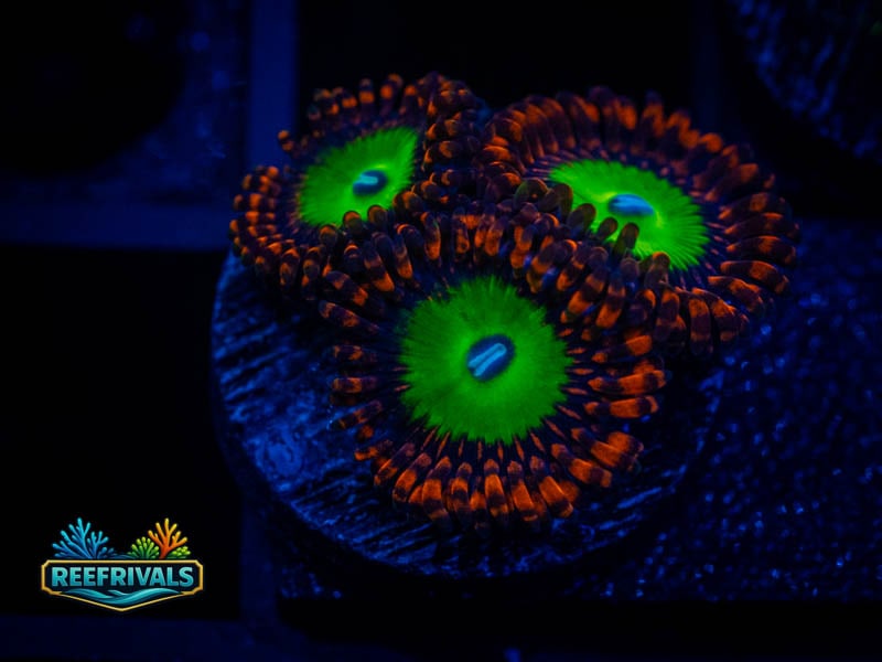 RS Emeralds on Fire Zoa coral image from ReefRivals, listed as Zoanthus sp. and Zoas
