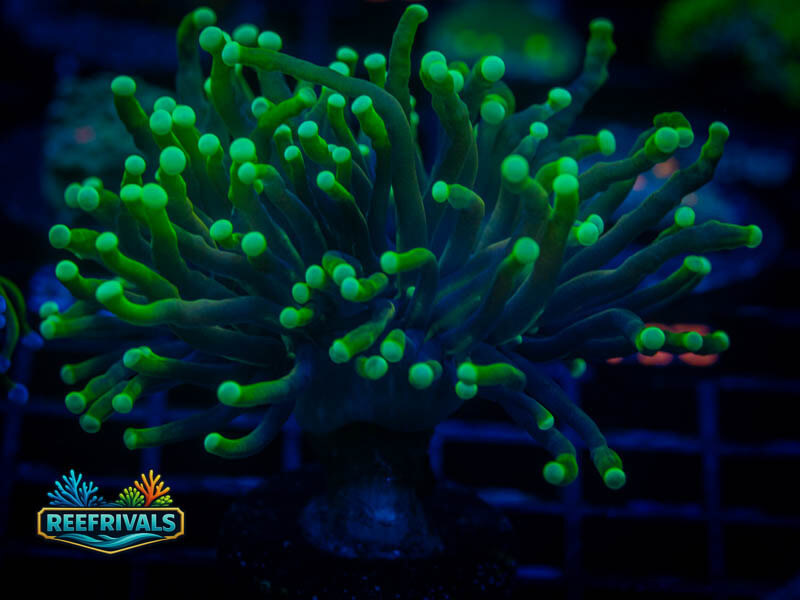 RVL Blacklight Torch coral image from ReefRivals, listed as Euphyllia glabrescens and Torches