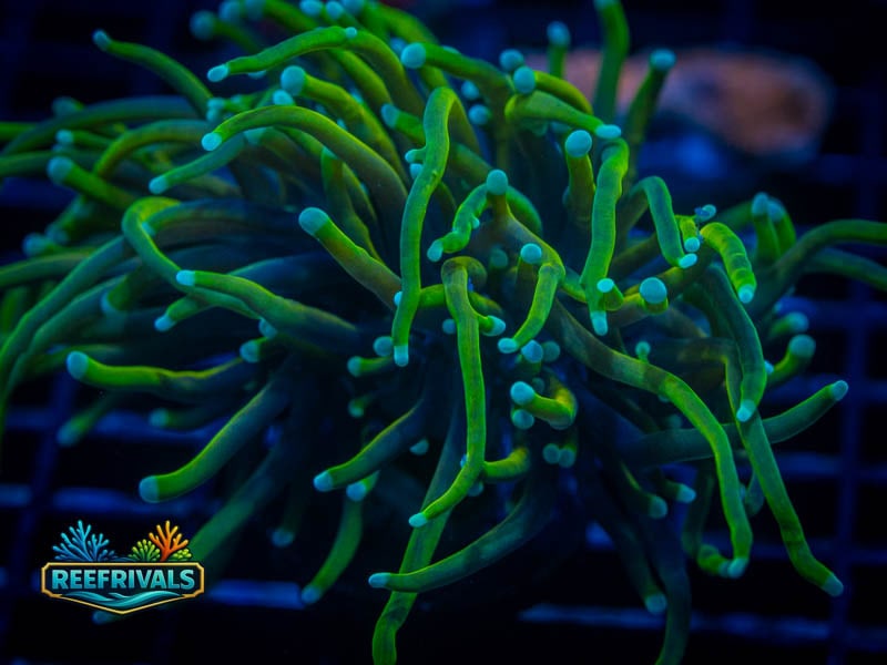 RS Hellfire Torch coral image from ReefRivals, listed as Euphyllia glabrescens and Torches