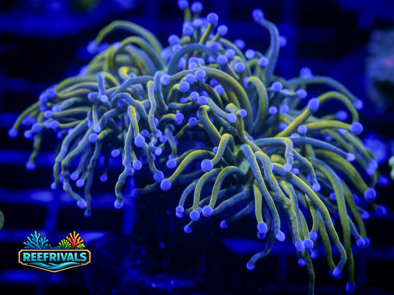 ECC New York Kicks Torch (2 Heads) coral image from ReefRivals, listed as Euphyllia glabrescens and Torches