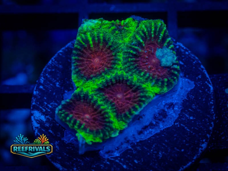 OC Watermelon Favia coral image from ReefRivals, listed as Favia sp. and Favias