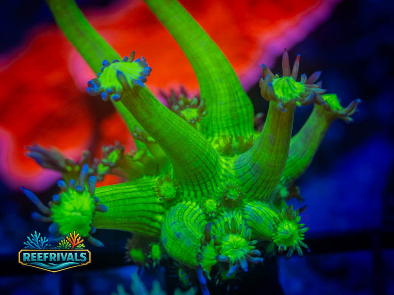WWC Shadow Flame Goni coral image from ReefRivals, listed as Goniopora sp. and Gonis