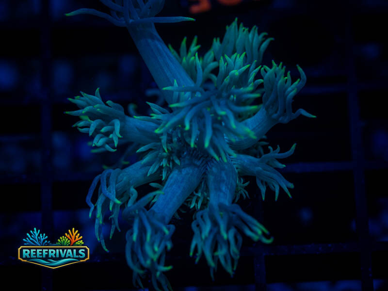 RVL Translucent Goni coral image from ReefRivals, listed as Goniopora sp. and Gonis
