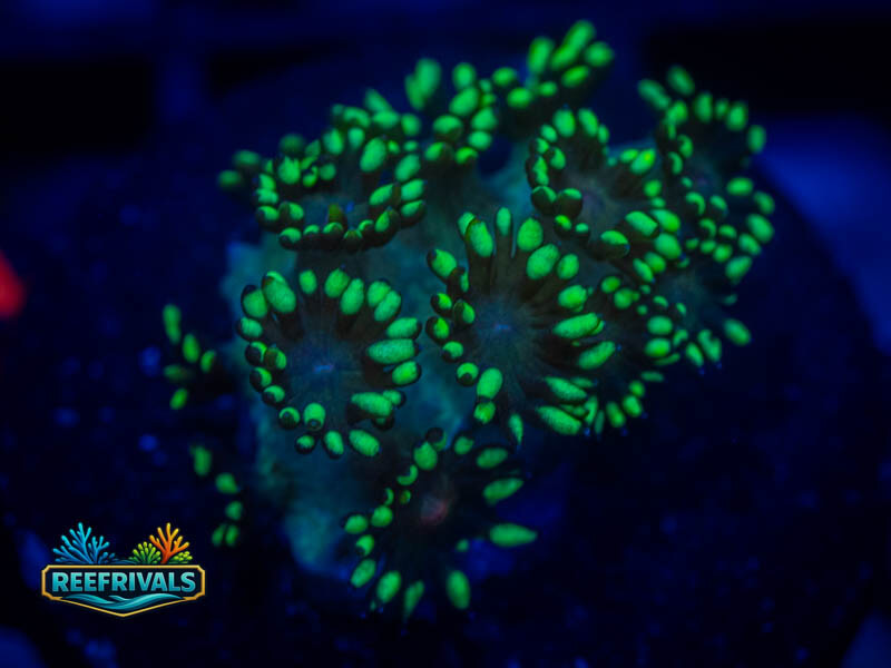 RVL Lemon Lime Goni coral image from ReefRivals, listed as Goniopora sp. and Gonis