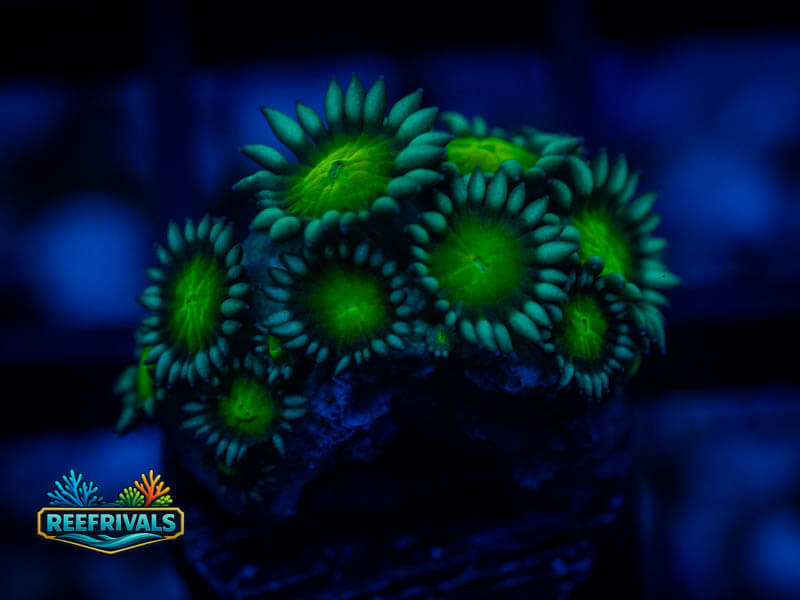ECC Daisy Goni coral image from ReefRivals, listed as Zoanthus sp. and Zoas