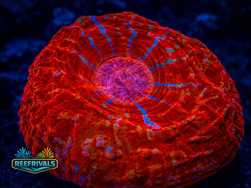 RVL Ultra Fire XL Acanthophyllia coral image from ReefRivals, listed as Acanthophyllia sp. and LPS Fleshy