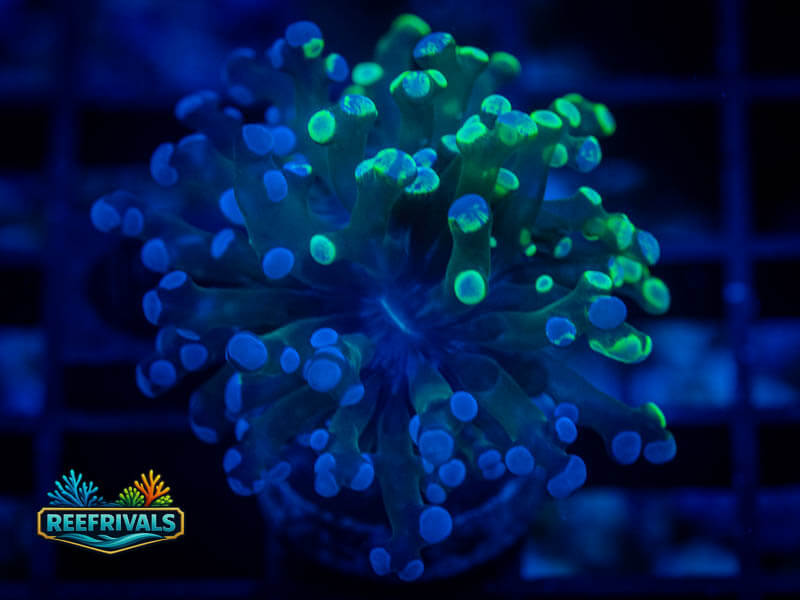 RVL Green Splatter Frammer WYSIWYG coral image | ReefRivals RVL Green Splatter Frammer coral image from ReefRivals, listed as Fimbriaphyllia ancora and Soft Coral