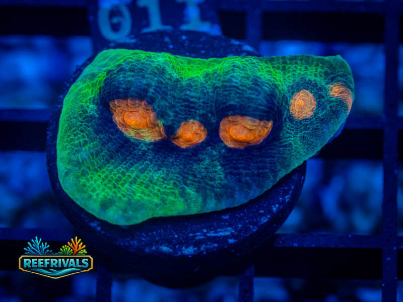 WWC Space Invader Chalice coral image from ReefRivals, listed as Echinophyllia sp. and Chalices
