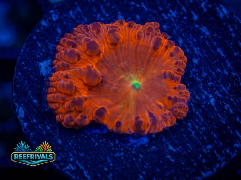 TG Black Widow Blasto coral image from ReefRivals, listed as Blastomussa sp. and LPS Fleshy