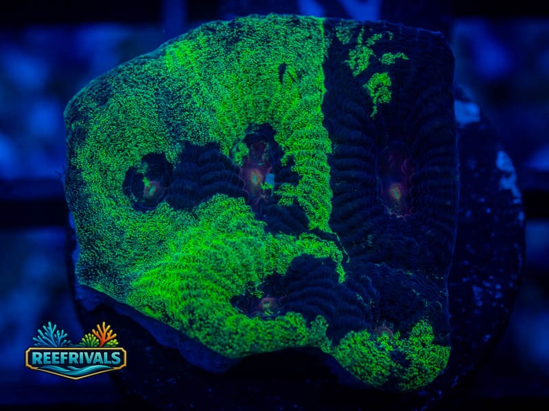TSA Antivenom Favia coral image from ReefRivals, listed as Favia sp. and Favias
