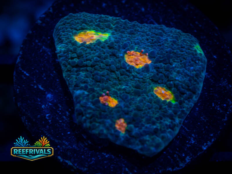 WWC Miami Hurricane Chalice coral image from ReefRivals, listed as Echinophyllia sp. and Chalices
