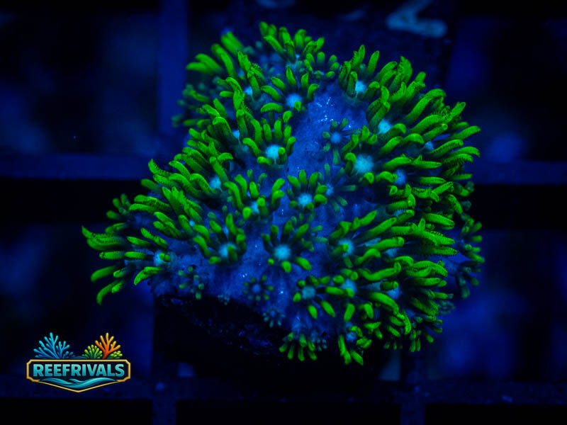 Green Star Polyp coral image from ReefRivals, listed as Goniopora sp. and Gonis