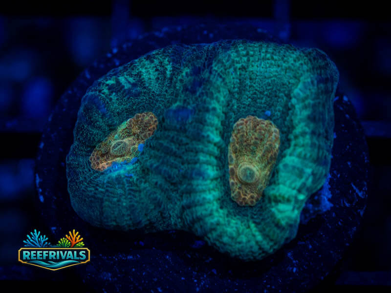 TG Lemon Lime Favia WYSIWYG coral image | ReefRivals TG Lemon Lime Favia coral image from ReefRivals, listed as Favia sp. and Favias