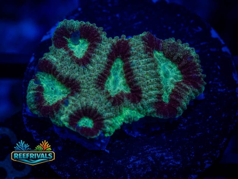 RC Superhero Favia coral image from ReefRivals, listed as Favia sp. and Favias