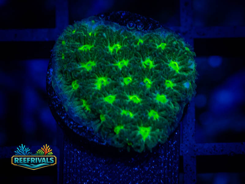 CE Hulk Leptastrea WYSIWYG coral image | ReefRivals CE Hulk Leptastrea coral image from ReefRivals, listed as Leptastrea sp. and Encrusting
