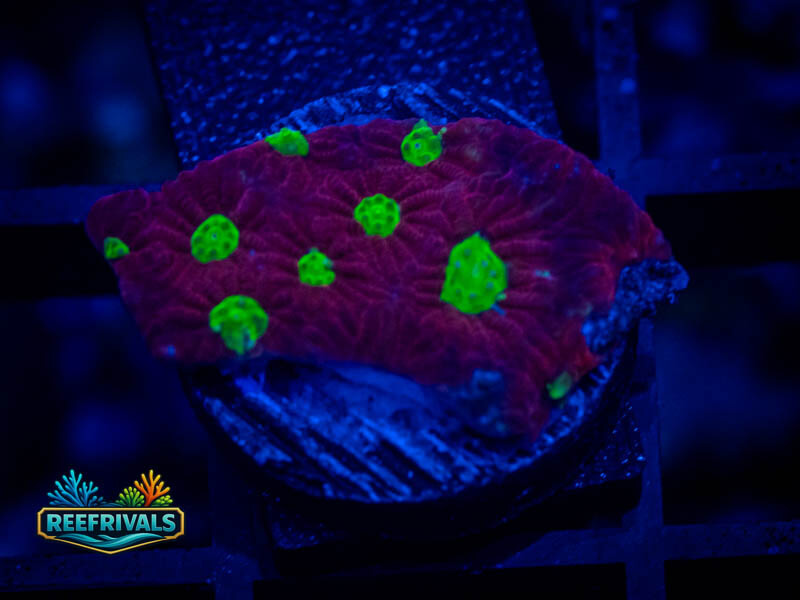 TSA Fire Favia coral image from ReefRivals, listed as Favia sp. and Favias