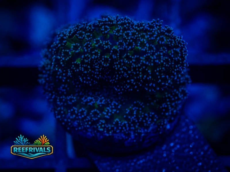 TSA Blueberry Stylo WYSIWYG coral image | ReefRivals TSA Blueberry Stylo coral image from ReefRivals, listed as Stylophora sp. and SPS Branching