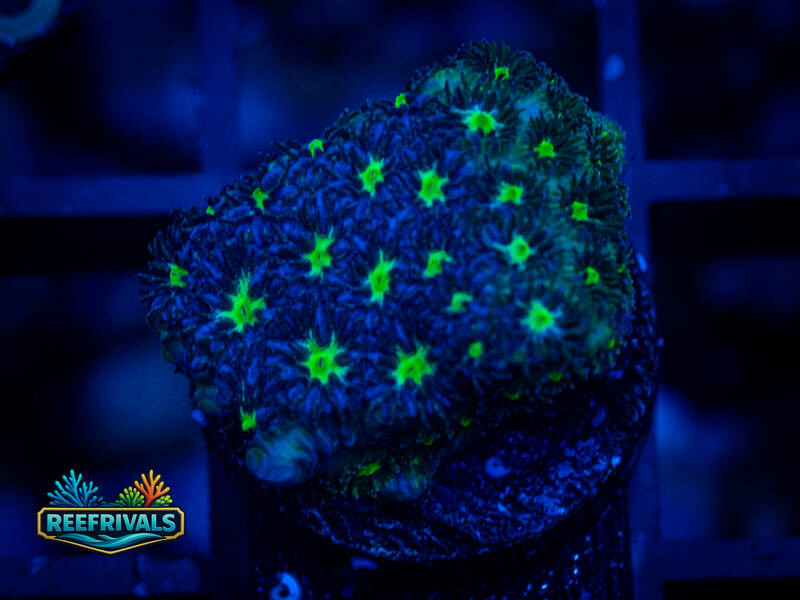 WWC Spooky Leptastrea coral image from ReefRivals, listed as Leptastrea sp. and Encrusting