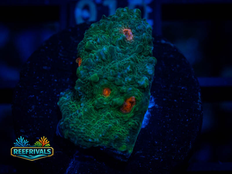 WWC Emerald City Chalice coral image from ReefRivals, listed as Echinophyllia sp. and Chalices