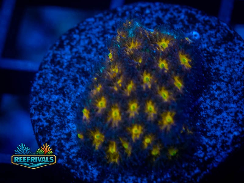 WWC Burning Leptastrea coral image from ReefRivals, listed as Leptastrea sp. and SPS Branching