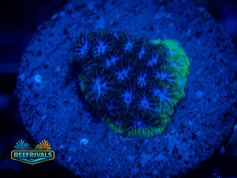 RVL Icy Blue Leptastrea coral image from ReefRivals, listed as Leptastrea sp. and Encrusting