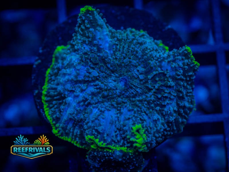 RVL Toxic Rim Mushroom WYSIWYG coral image | ReefRivals RVL Toxic Rim Mushroom coral image from ReefRivals, listed as Discosoma sp. and Mushrooms