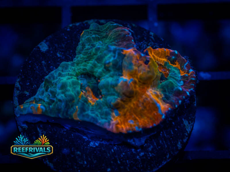 CC Ultimate Goku Chalice coral image from ReefRivals, listed as Echinophyllia sp. and Chalices