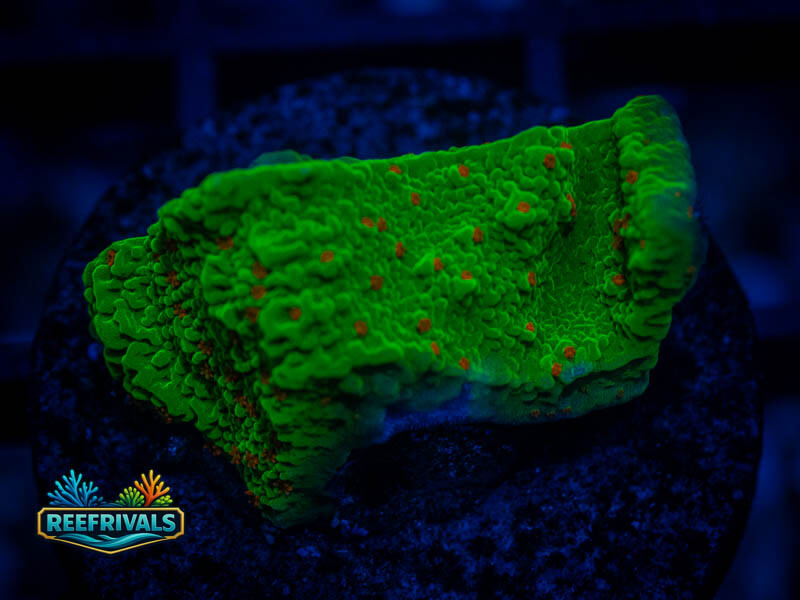 WA Seasons Greetings Montipora coral image from ReefRivals, listed as Montipora sp. and Montis