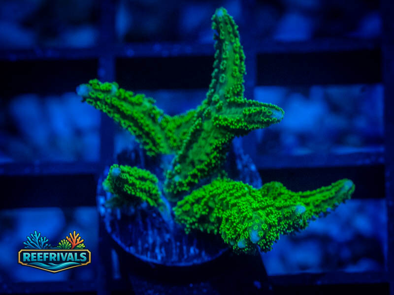 RVL Neon Green Birdsnest WYSIWYG coral image | ReefRivals RVL Neon Green Birdsnest coral image from ReefRivals, listed as Seriatopora sp. and SPS Branching