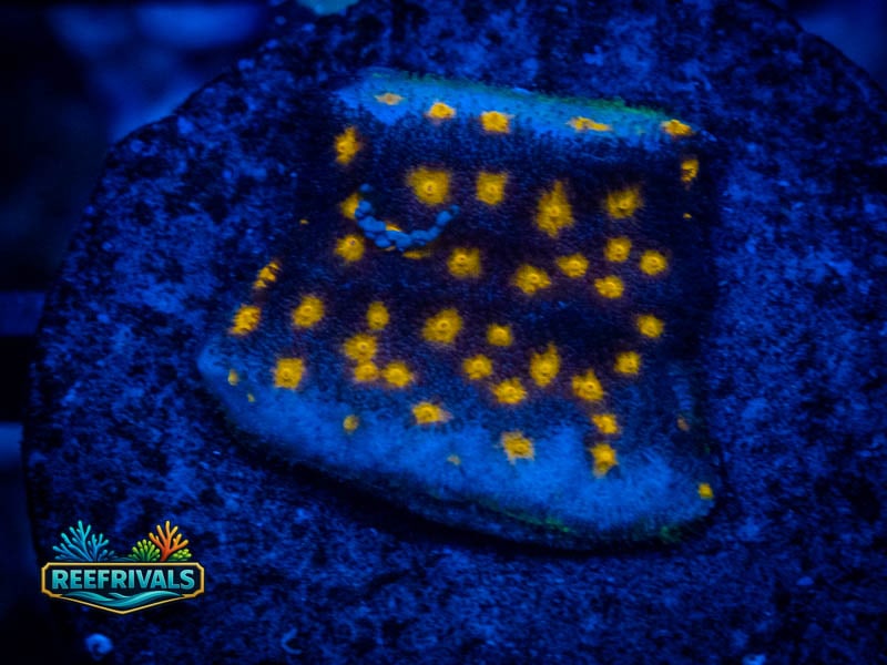 JF Outer Space Psammocora coral image from ReefRivals, listed as Psammocora sp. and SPS Plating