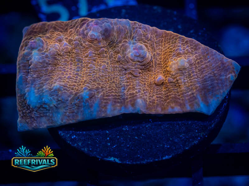 RVL Proper Peach Chalice coral image from ReefRivals, listed as Echinophyllia sp. and Chalices