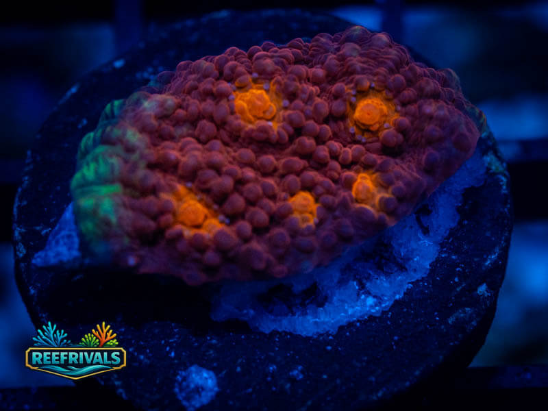 TG Golden Eye Chalice coral image from ReefRivals, listed as Echinophyllia sp. and Chalices